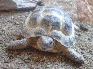 Tortoise best sale domestic pet