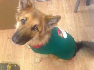 luna christmas jumper